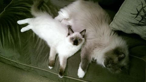 2003 Ford Crown Victoria - Two fluffy ragdoll cats are relaxing together on a plush couch.