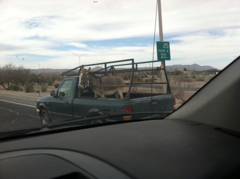 1995 Ford Bronco - A donkey is transported in the bed of a pickup truck, which has a metal rack installed.