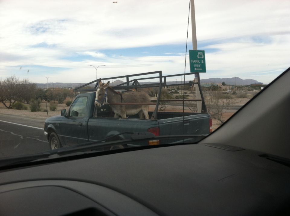 Donkey in a pickup truck bed with a metal rack