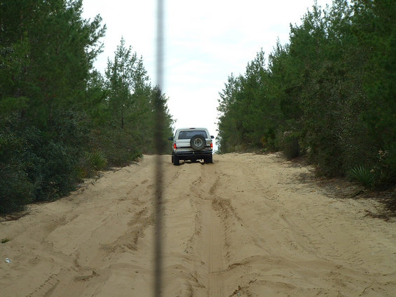SUV driving on a sandy road between pine trees