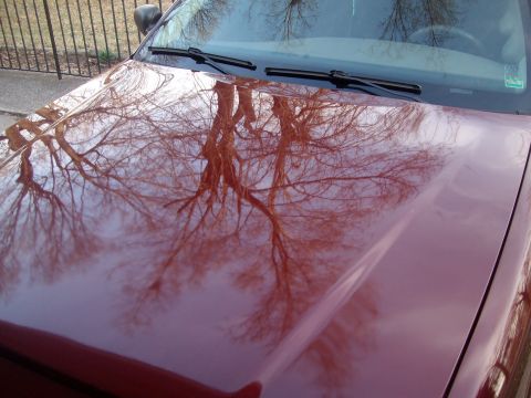 2004 Ford Crown Victoria - Not too bad of a wax job.