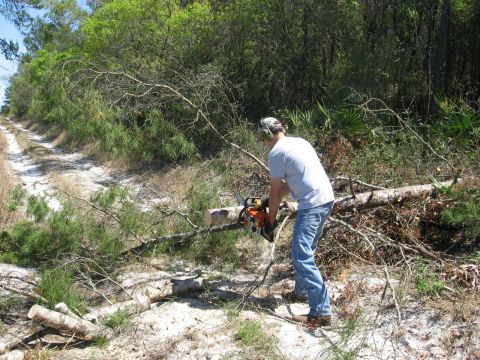 1994 Ford Bronco - A person uses a chainsaw to cut a fallen tree on a sandy path surrounded by trees and brush.