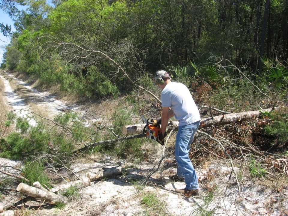 Man in white shirt and jeans cutting a fallen tree with a chainsaw on a dirt path