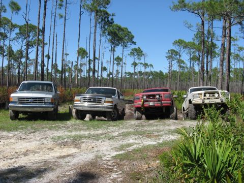 1994 Ford Bronco - Four Ford trucks are parked on a dirt road in a pine forest under a clear blue sky.