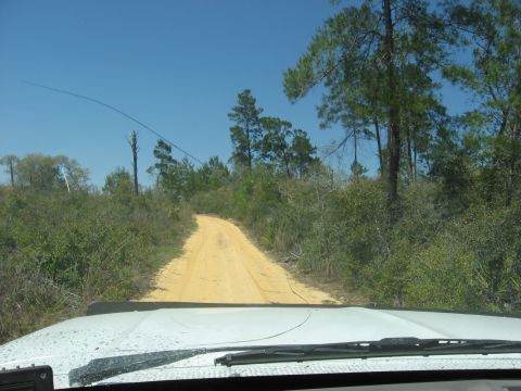 1994 Ford Bronco - View from inside a vehicle driving on a dirt road through a wooded area.