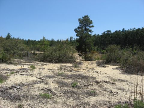 1994 Ford Bronco - A wide shot of a sandy, wooded area with a clear blue sky overhead. The image includes a watermark for SUPERMOTORS.NET.