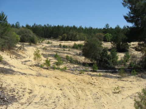1994 Ford Bronco - Sandy terrain with sparse vegetation under a clear blue sky. Watermark visible at bottom right.
