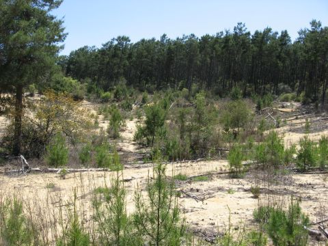 1994 Ford Bronco - A dry, sandy landscape with young trees and a thick forest bordering the horizon.