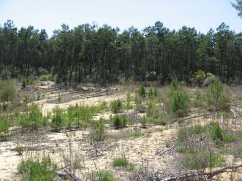 1994 Ford Bronco - A dry, sandy hillside is covered with young trees and brush, backed by a thick forest under a clear sky.