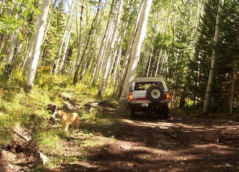 1990 Ford Bronco - A white Ford Bronco navigates a wooded trail, with a dog standing nearby.