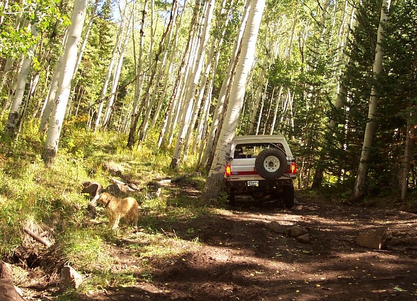 White Ford Bronco with a spare tire on the back, parked on a dirt trail in a forest