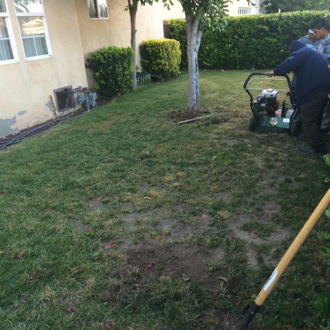 1968 Ford Mustang - Two people are tending to a lawn in a residential backyard, one operating a lawn aerator.