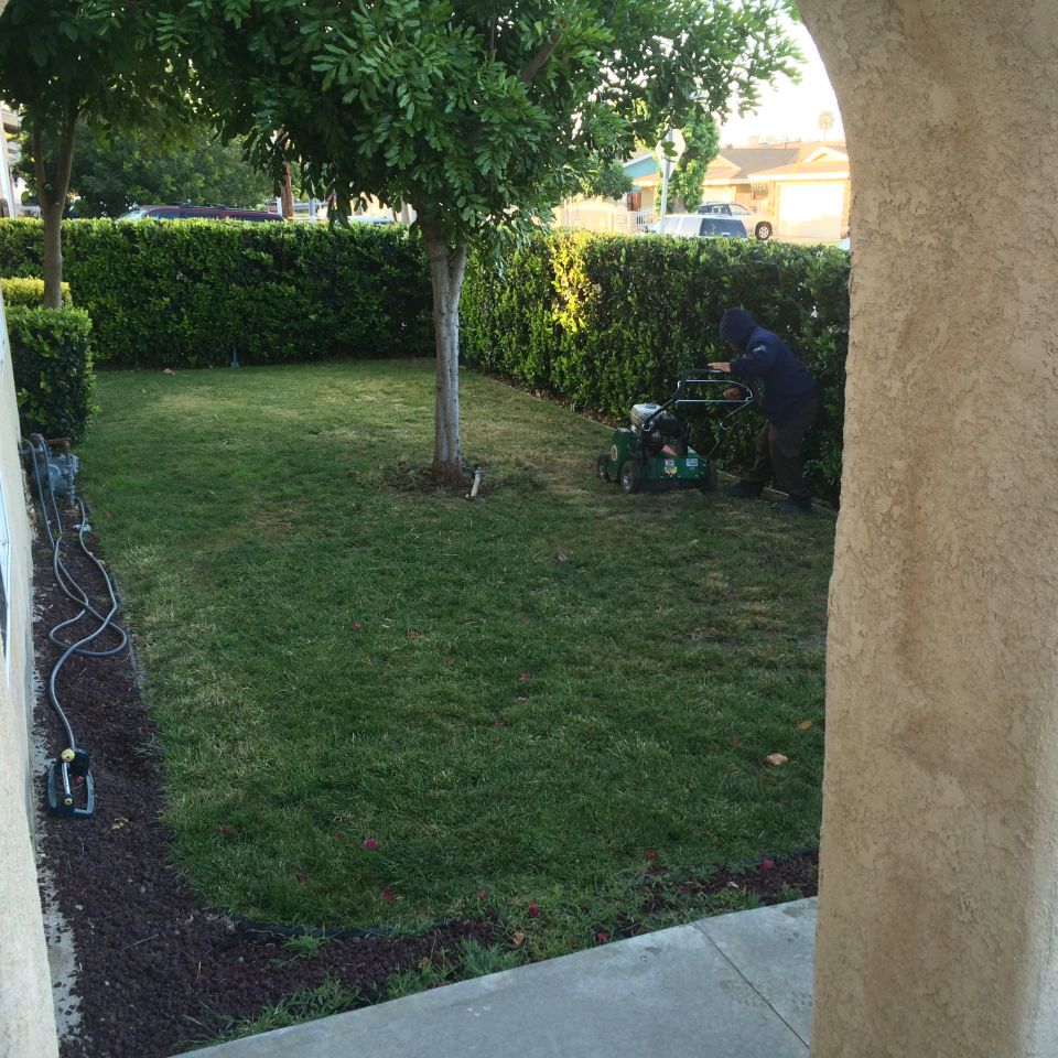 Person mowing a grassy backyard with hedges and trees