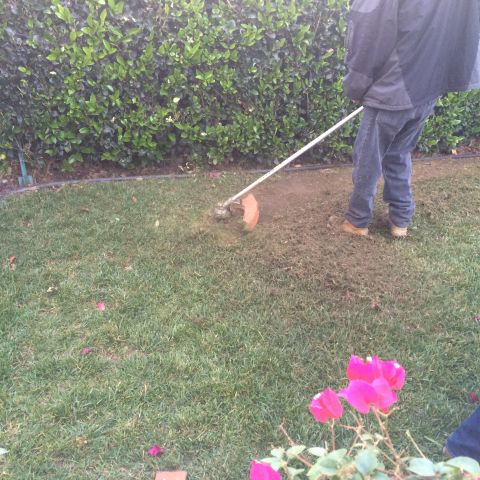 1968 Ford Mustang - A person is using a string trimmer to cut grass in a yard, with a hedge in the background and pink flowers in the foreground.