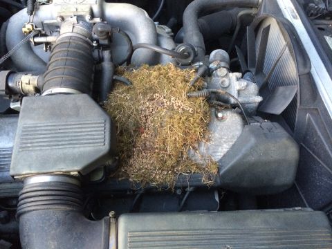 1988 BMW 7 Series - Nest of grass and debris built inside the engine bay of a vehicle.
