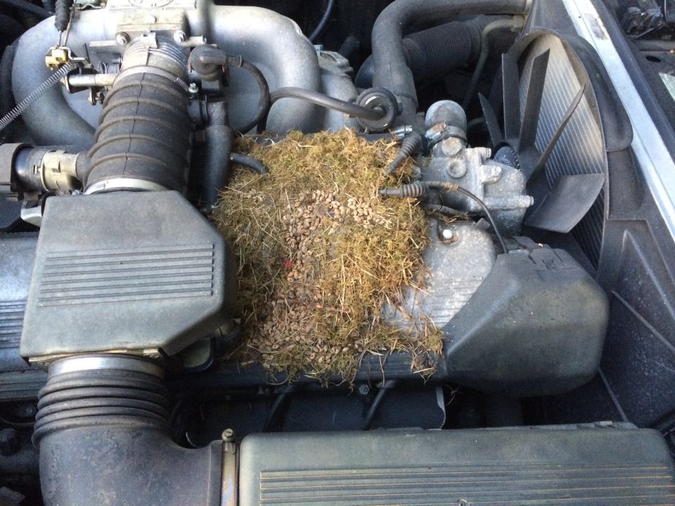 Engine bay filled with a large nest made of grass and small pebbles on top of engine components