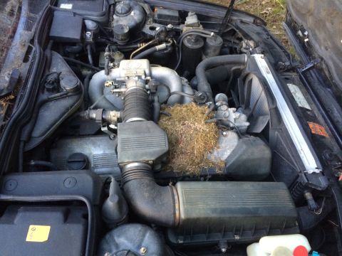 1988 BMW 7 Series - A bird has made a nest in the engine bay of this vehicle, filling the space with dried vegetation.