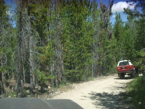 1979 Ford Bronco - A red and white SUV travels down a dusty road surrounded by tall pine trees.