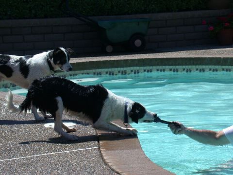 1996 Ford Bronco - Dogs enjoy a game of tug-of-war by the pool on a sunny day.