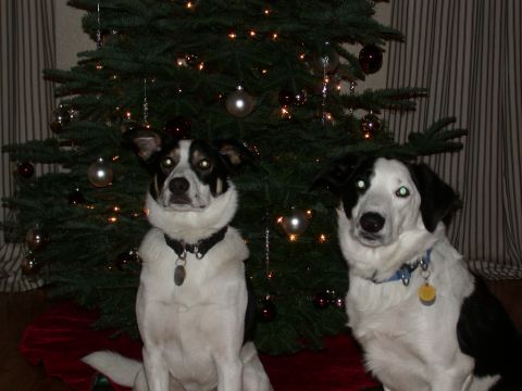 1996 Ford Bronco - Two dogs pose in front of a decorated Christmas tree.