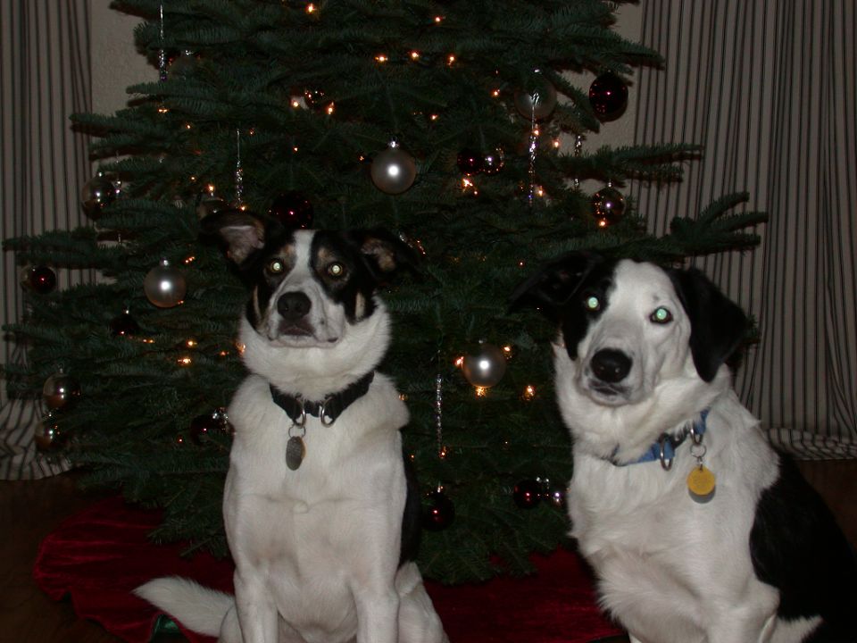 Two dogs sit in front of a Christmas tree