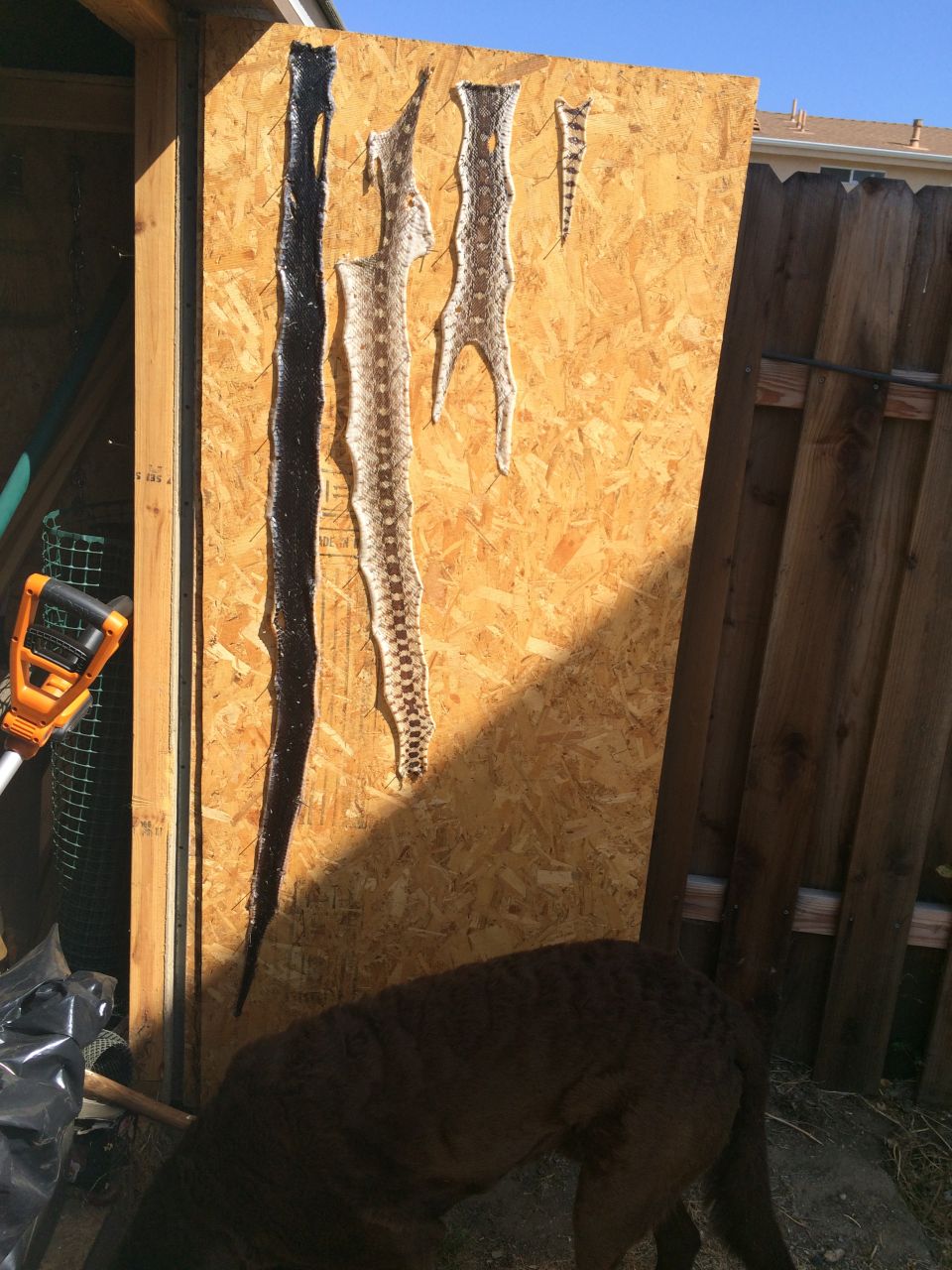Four snake skins of varying sizes displayed on a wooden board