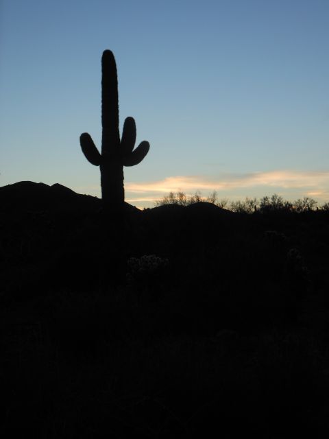 1995 Ford Bronco - Desert landscape scene with a saguaro cactus silhouetted at dusk.
