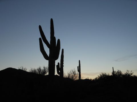 1995 Ford Bronco - Desert landscape with saguaro cacti silhouetted against a fading sky.
