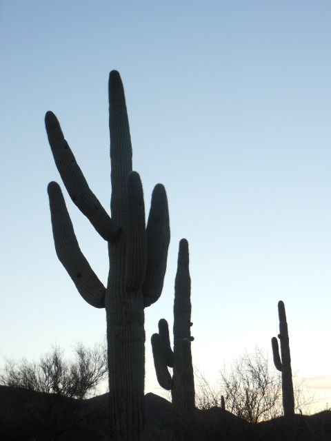1995 Ford Bronco - A desert landscape features several saguaro cacti in silhouette against a fading sky.