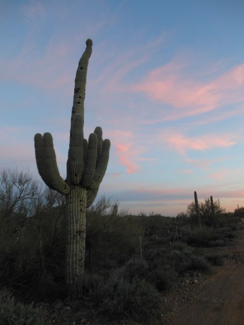 1995 Ford Bronco - Desert landscape with a large Saguaro cactus during a colorful sunset.
