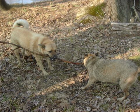 1985 Ford F-150 - Two dogs are playing with a stick in a natural outdoor setting, with dry leaves and trees visible.
