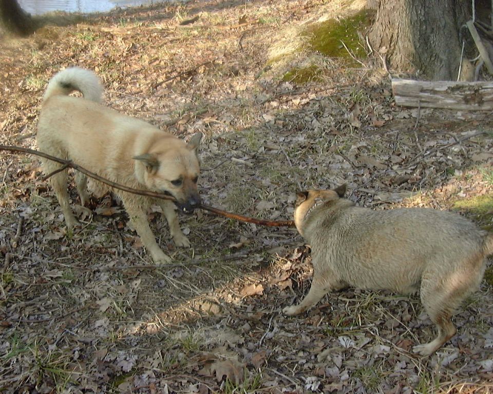 Two tan dogs playing tug-of-war with a stick in leaf-covered woods