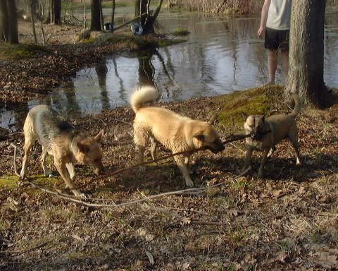 1985 Ford F-150 - Dogs enjoy a sunny day playing with a stick by the water.