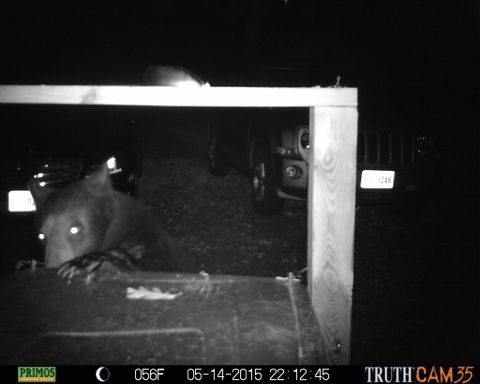 1971 Ford Ranchero - A bear is visible in the foreground, with two vehicles parked behind it in the dark.