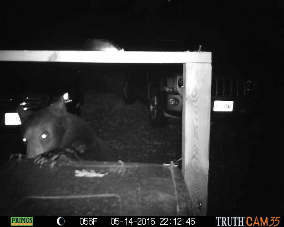 Bear peeking over a surface with two vehicles behind it at night. A license plate reads "1246"