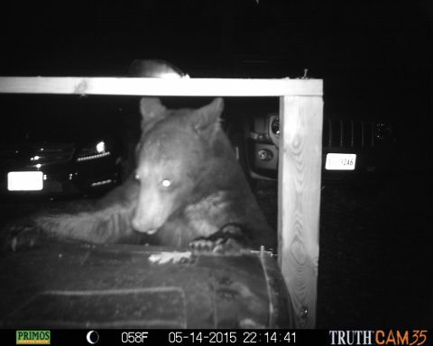 1971 Ford Ranchero - A bear is captured on camera at night, with a Jeep and another vehicle visible behind it.