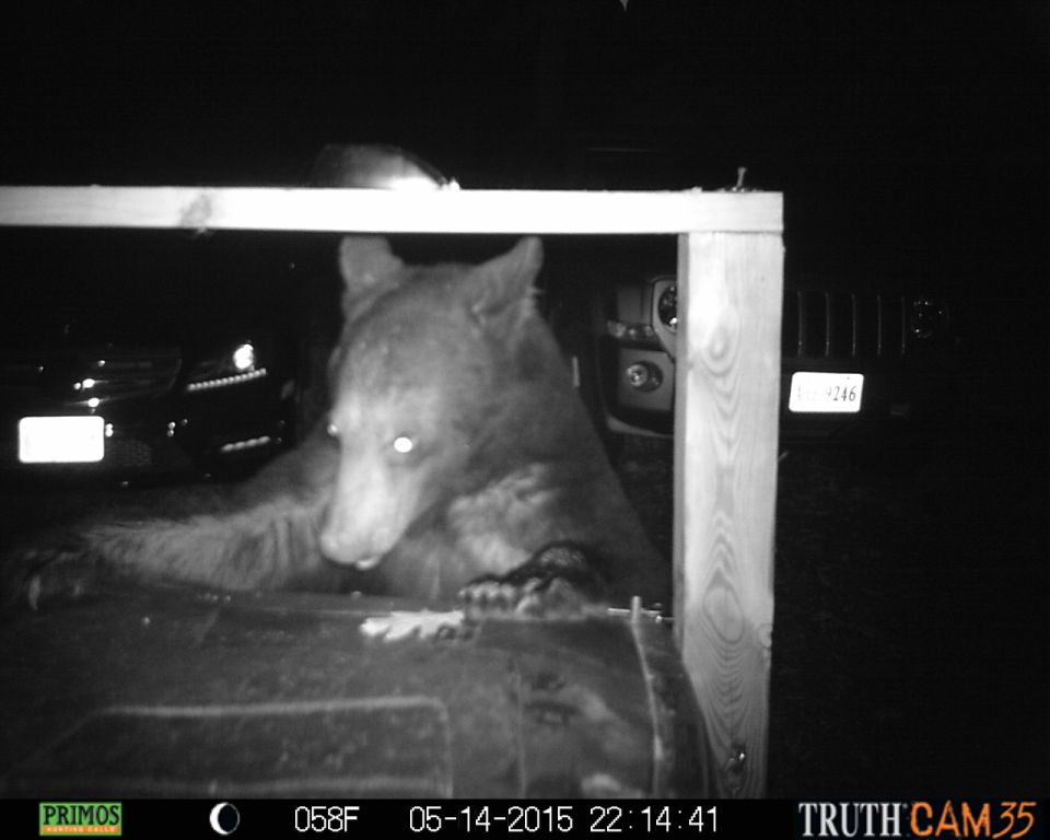 Bear in frame with a Jeep and another car in background