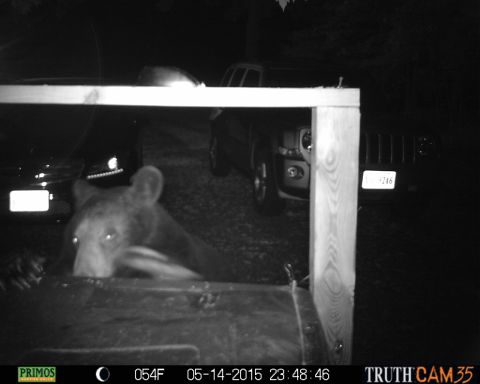 1971 Ford Ranchero - A bear rummages through a trash can at night, with two vehicles visible in the background.