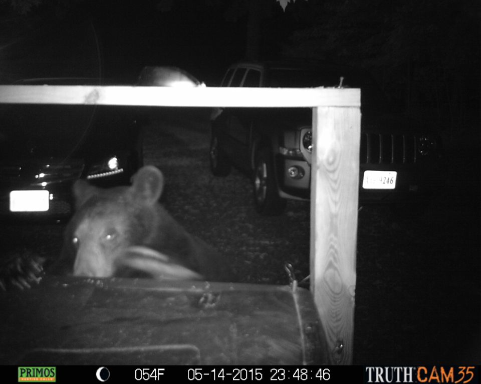 Bear in trash can, two vehicles behind it. Timestamp 05-14-2015 23:48:46