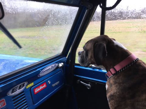 1974 Ford Bronco - A Boxer dog looks out the passenger window of a blue Ford Bronco on a rainy day. The interior of the Bronco shows several stickers on the d…