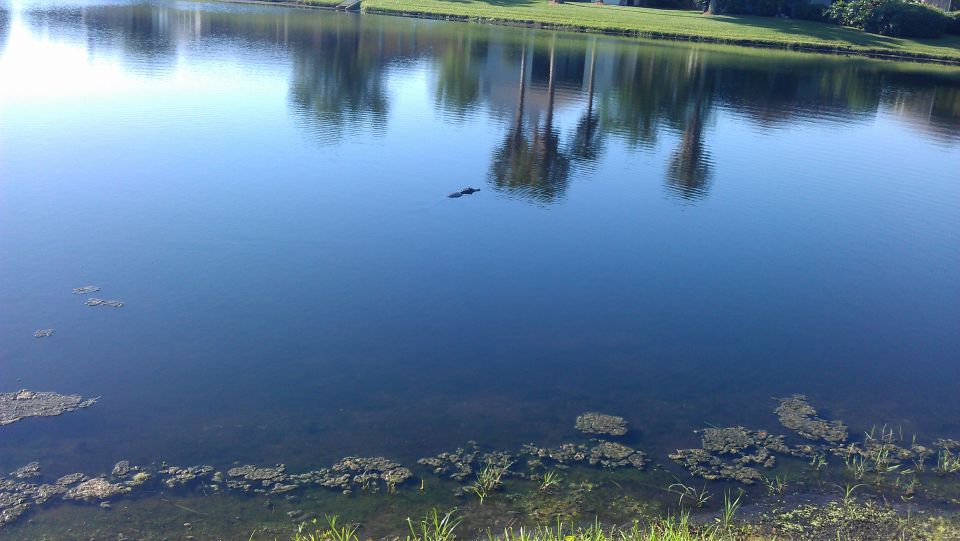 Alligator swimming in a lake with reflections of trees and buildings.