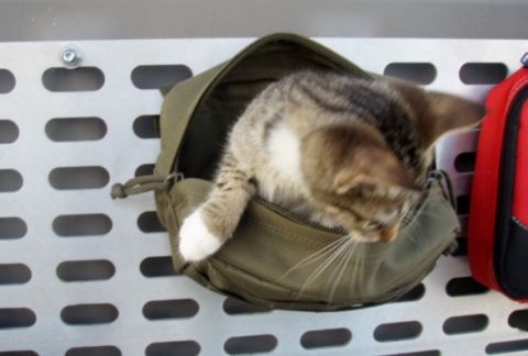 2005 Toyota 4Runner - A tabby kitten is peeking out of an open olive green pouch attached to a perforated metal panel. A red pouch is visible to the right.