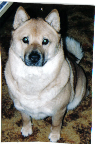 1990 Ford Bronco - A dog with light brown fur and green eyes sits on a patterned carpet.