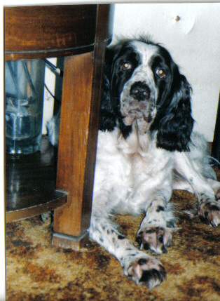 1990 Ford Bronco - A black and white dog rests on a carpeted floor near a wooden table leg.