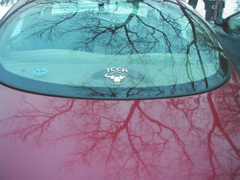 1997 Ford Taurus - Reflections of bare tree branches are visible on the rear window and trunk of this red vehicle, which has a TCCA decal.