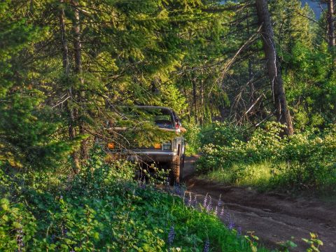 2005 Jeep Wrangler - A classic pickup truck is partially visible on a dirt road surrounded by lush green trees and foliage.