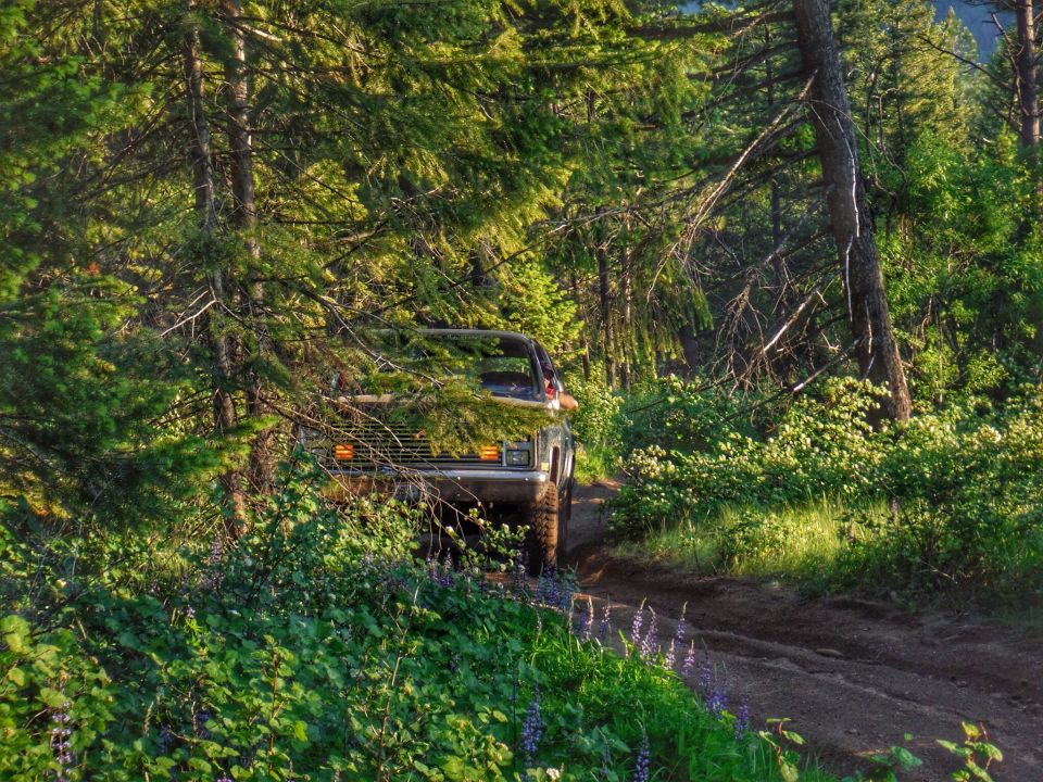 Front view of a vintage pickup truck on a dirt road in a forest.