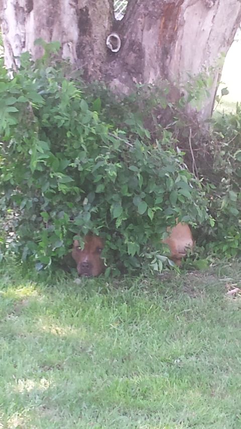 1979 Ford Bronco - Two dogs are concealed within dense green bushes next to a large tree trunk.