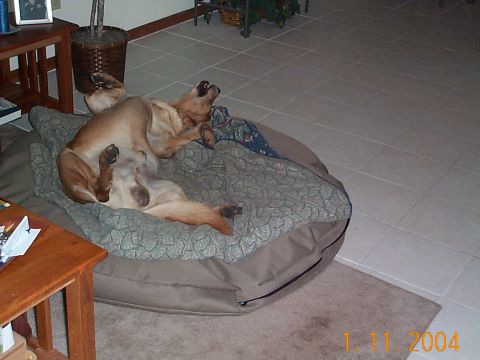 1992 Ford Bronco - A dog enjoys some playtime, rolling on its back on a comfortable dog bed indoors.