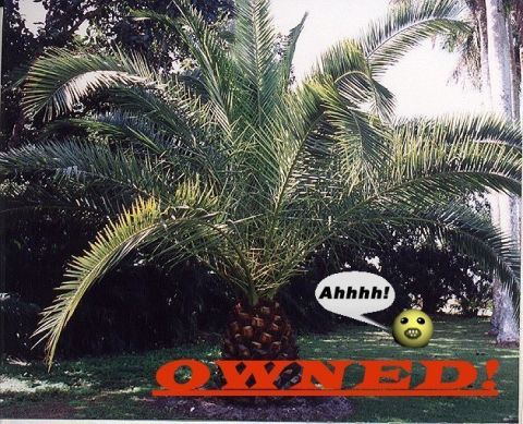 2000 Ford Taurus - A palm tree is shown with a cartoon face and speech bubble, along with the word OWNED! and a website address.